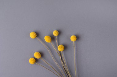Sarı Craspedia, Billy taşakları, gri arka planda çiçekler. Moda sarısı, gri. Uzayı kopyala Üst görünüm