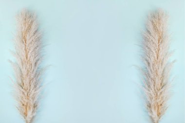 Mavi arka planda otlar olan çerçeve. Cortaderia Selloana. Boşluğu kopyala.