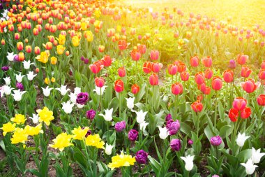Parlak renkli lale baharda çiçek açar.