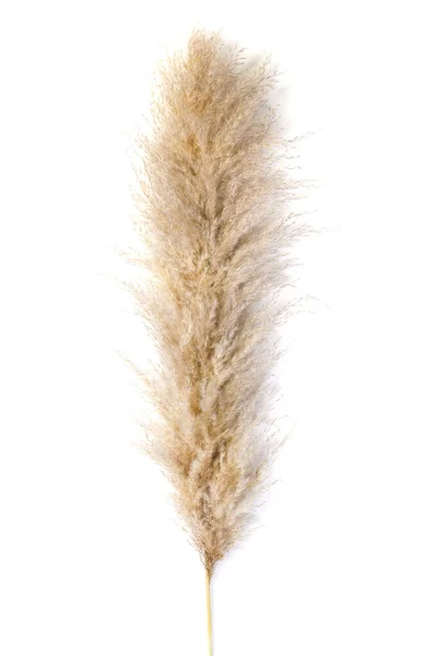 Pampas grass on white background — Stock Photo, Image