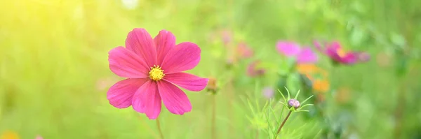 Vacker blomma i trädgården vid solnedgången. — Stockfoto