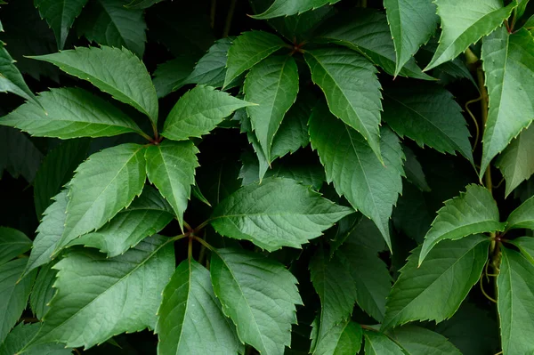Fechar folhas verdes fundo, padrão, folhagem natural texturizada. Fotos De Bancos De Imagens