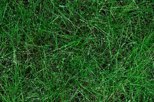 Роса на зеленій траві в літній день. Вид зверху. Тло для вашого дизайну — стокове фото