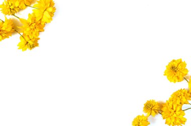 Sonbahar kompozisyonu. İzole edilmiş beyaz arkaplanda sarı çiçeklerden yapılmış bir çerçeve. Sonbahar konsepti. Düz konum, üst görünüm, kopyalama alanı