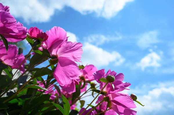 Vacker pion blommor mot himlen med moln, vacker blå bakgrund, kopiera utrymme — Stockfoto