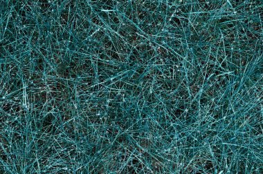 Bir yaz gününde yeşil çimlerde çiy taneleri. Üst Manzara. Tasarımınız için arkaplan