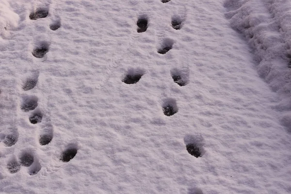 Viele Spuren Schnee Einem Sonnigen Wintertag — Stockfoto