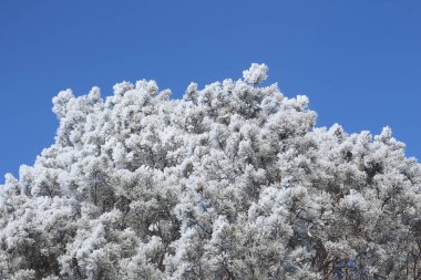 Kış kozalaklı orman mavi gökyüzüne karşı beyaz buzla kaplıdır..