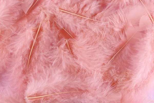 コーラルピンクの羽のテクスチャの背景 パステルソフトの綿毛 健康な睡眠の概念 — ストック写真