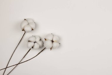 Beyaz arka planda pamuk dalları. Narin beyaz pamuk çiçekleri. Düz yatıyordu.