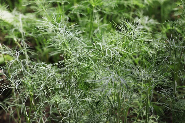 Giovane Aneto Giardino Aneto Naturale Sfondo Colore Verde — Foto Stock