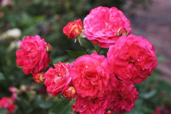 バラ園にはたくさんのバラの花が咲いていた 庭にピンクのバラの花 — ストック写真