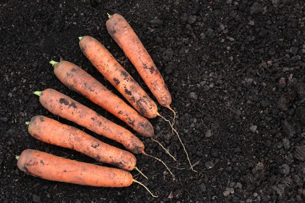 Fresh ripe carrots in the garden. A bunch of carrots. Organic farming.