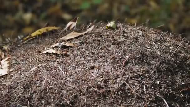Kolonie mravenců staví mraveniště v letním lese. Rodina hmyzu ve shonu se plazí ze strany na stranu a cítí změnu povětrnostních podmínek — Stock video