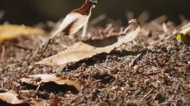 Uma colônia de formigas está construindo um formigueiro em uma floresta de verão. Uma família de insetos em uma agitação rastejam de um lado para o outro sentindo a mudança nas condições climáticas — Vídeo de Stock