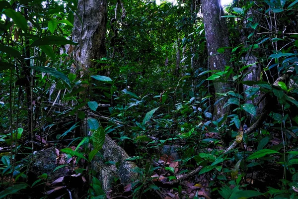 Trópusi Esőerdők Dél Thaiföldön — Stock Fotó
