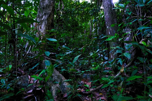 Tropiska Regnskogar Södra Thailand — Stockfoto