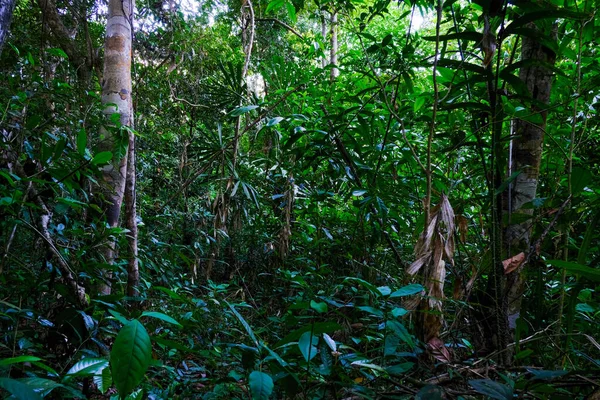 Paisajes Bosques Tropicales Asia — Foto de Stock