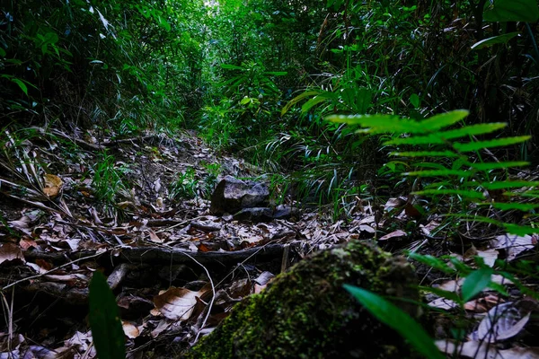 Floresta Tropical Exuberante Tailândia — Fotografia de Stock