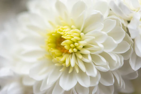 Weiße Chrysanthemenmakrofotografie Zarte Weiße Blütenblätter Selektivem Fokus Vollständiger Hintergrund Von — Stockfoto