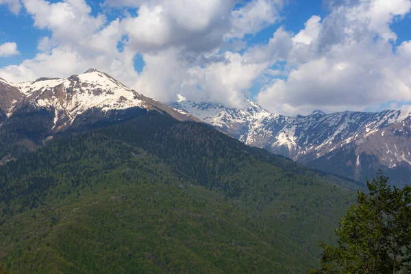 Soçi 'deki karlı dağların arkasındaki yeşil orman. Kafkaslar baharda nisan ayında sıralanır. Güzel panoramik manzara, metin için yer var. Güneş ışığında dağ zirveleri. Kafkasya 'ya git..
