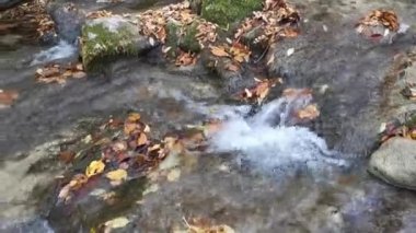 Ormanda düşen sonbahar yapraklarıyla su akar. Sonbaharın sonu ya da ilkbaharın başı. Rahatlama ve rahatlama kavramı. Doğayla baş başa. En saf temiz su..