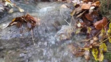 Ormanda düşen sonbahar yapraklarıyla su akar. Sonbaharın sonu ya da ilkbaharın başı. Rahatlama ve rahatlama kavramı. Doğayla baş başa. En saf temiz su..