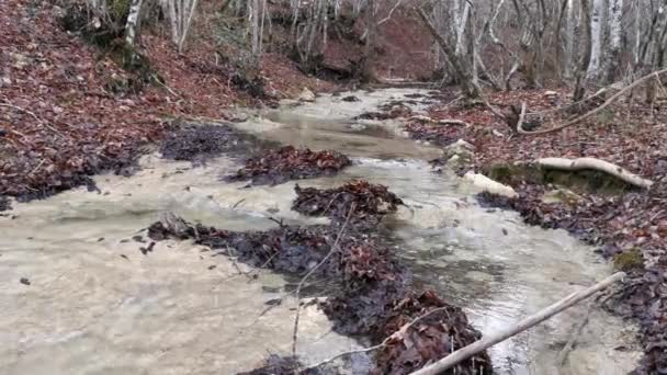 Agua Fluye Bosque Con Hojas Caídas Otoño Fondo Natural Finales — Vídeo de stock