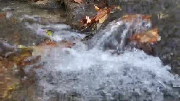 Agua Fluye Bosque Con Hojas Caídas Otoño Fondo Natural Finales — Vídeo de stock