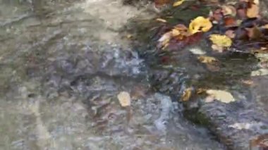 Ormanda düşen sonbahar yapraklarıyla su akar. Sonbaharın sonu ya da ilkbaharın başı. Rahatlama ve rahatlama kavramı. Doğayla baş başa. En saf temiz su..