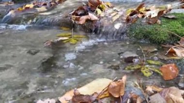 Ormanda düşen sonbahar yapraklarıyla su akar. Sonbaharın sonu ya da ilkbaharın başı. Rahatlama ve rahatlama kavramı. Doğayla baş başa. En saf temiz su..