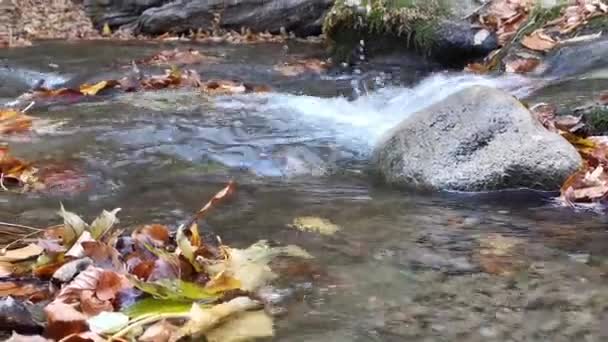 Agua Fluye Bosque Con Hojas Caídas Otoño Fondo Natural Finales — Vídeo de stock