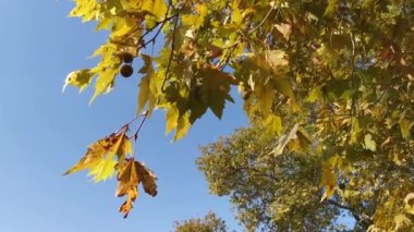 Sarı yapraklar rüzgarda yavaşça çırpınır. Çınar ağacından yapraklar. Platanus Orientalis, aşağıdan yakın çekim. Sonbahar, açık mavi gökyüzü ile doğal arka plan. Sıcak sonbahar rüzgarı.