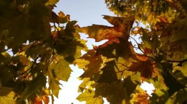 Sarı yapraklar rüzgarda yavaşça çırpınır. Çınar ağacından yapraklar. Platanus Orientalis, aşağıdan yakın çekim. Sonbahar, açık mavi gökyüzü ile doğal arka plan. Sıcak sonbahar rüzgarı.