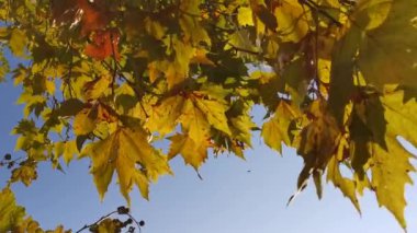 Sarı yapraklar rüzgarda yavaşça çırpınır. Çınar ağacından yapraklar. Platanus Orientalis, aşağıdan yakın çekim. Sonbahar, açık mavi gökyüzü ile doğal arka plan. Sıcak sonbahar rüzgarı.