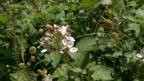 Det Europeiska Honungsbiet Samlar Nektar Björnbärsblommor Blommande Ömma Blommor Trädgårdsbjörnbär — Stockvideo