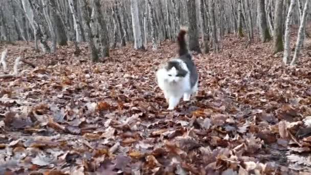 Yuvası Kabarık Gri Kedi Yavrusu Sonbahar Ormanında Yürüyor Düşmüş Yaprakları — Stok video