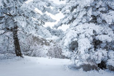 Pofuduk kış çam ormanları siste. Al-Petri Kırım 'da güzel bir peri masalı kışı. Dağlarda hafif kar yağışı. Doğal kış geçmişi. Kış yeni yıl tatili kavramı.