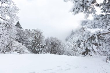 Pofuduk kış çam ormanları siste. Al-Petri Kırım 'da güzel bir peri masalı kışı. Dağlarda hafif kar yağışı. Doğal kış geçmişi. Kış yeni yıl tatili kavramı.