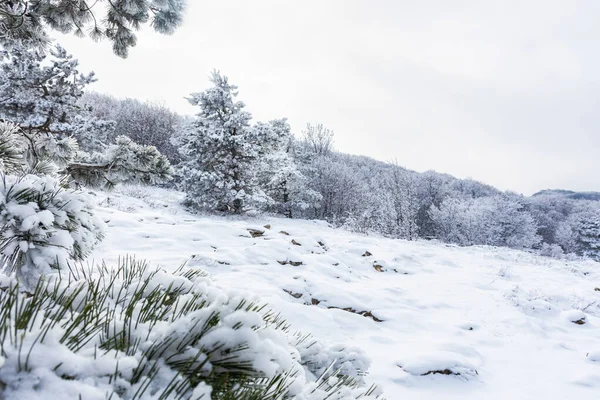 Bosque Pino Invierno Esponjoso Niebla Hermoso Invierno Cuento Hadas Petri — Foto de Stock