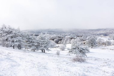 Kırım dağlarında karla kaplı çam ormanı olan kış manzarası. Al-Petri 'nin büyüleyici peri masalı manzarası. Kış tatili, seyahat, macera ve dinlenme konsepti.