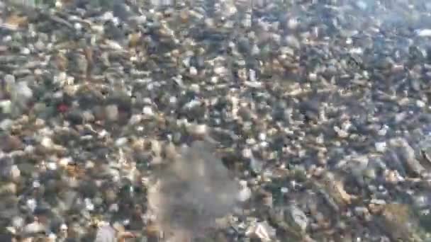 Медузы Плавают Чистой Морской Воде Самый Чистый Пляж Мелкой Галькой — стоковое видео