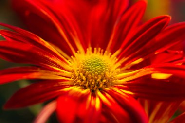 Kırmızı-turuncu kasımpatıların arka planı. Sonbahar bahçesinde güzel, parlak kasımpatılar çiçek açar. Makro arkaplan üst görünümü seçici odak. Çiçek tasarımı Duvar kağıdı tebrik kartları takvimi