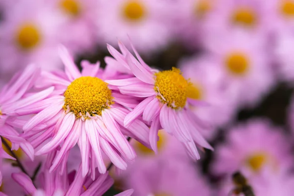 Rózsaszín Krizantém Sárga Maggal Elmosódott Háttérképpel Gyönyörű Finom Krizantém Virágzik — Stock Fotó