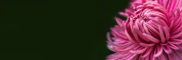 Rosa Üppige Chrysanthemen Auf Verschwommenem Hintergrund Nahaufnahme Schöne Magenta Chrysanthemen — Stockfoto