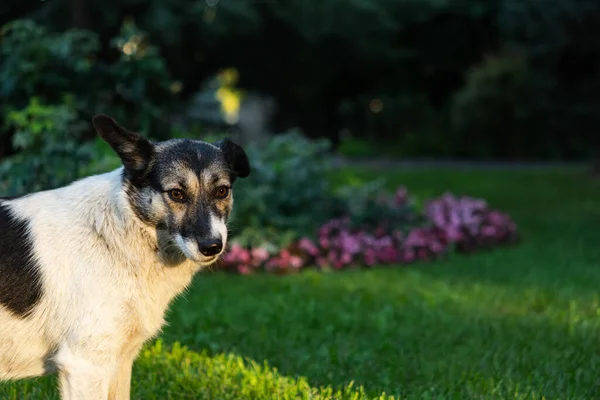 Black White Dog Background Nature Funny Cute Looking Straight Camera — Stock Photo, Image