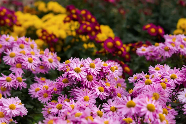 Background Colorful Chrysanthemums Close Beautiful Bright Pink Yellow Red Chrysanthemums — Stock Photo, Image