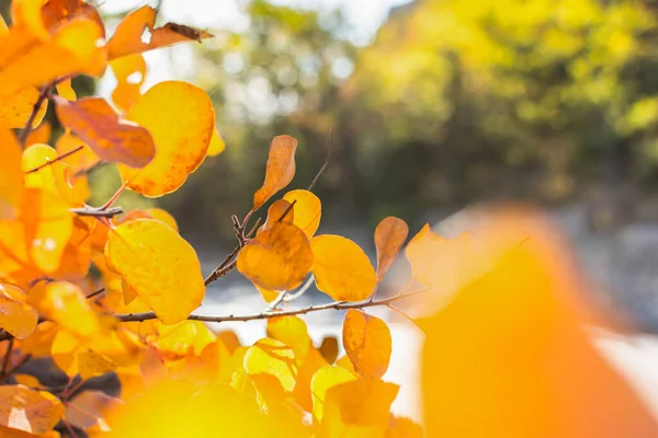 太陽の光で黄色の葉の抽象的な背景 背景がぼやけた秋の風景とボケ ブナの木の黄色や橙色の葉が近い枝 暖かい秋の日のコンセプト — ストック写真