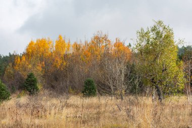 Sonbahar ormanının kıyısında. Sarı ince dallar ve gri gökyüzüne karşı yeşil kabarık tüyler. Altın sonbahar konsepti. Üzücü sonbahar manzarası. Sarı otlu doğal sakin bir arka plan.