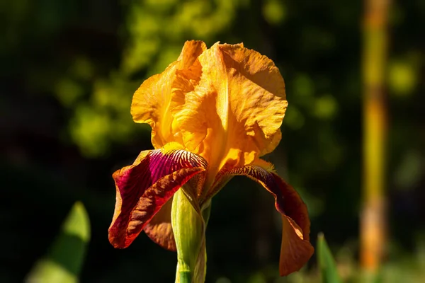 Gelb Und Rot Gestreifte Iris Nahaufnahme Auf Verschwommenem Hintergrund Makrofotografie — Stockfoto